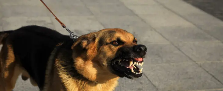 Aggressive German Shepherd dog on city street